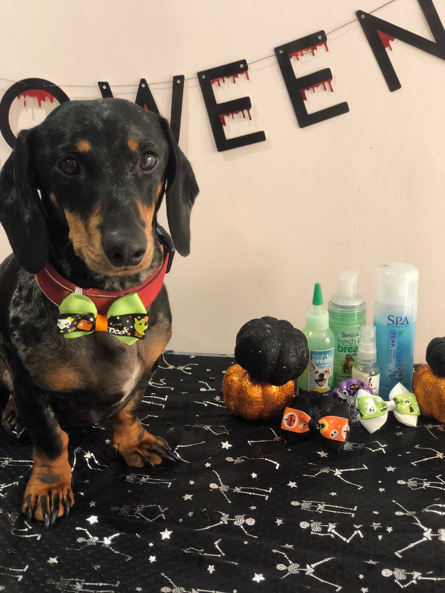 sldrinky's tweet photo. That's ma boi 🥺🥺🥺

Vinnie being the Halloween model for his dog groomers! 😭😭😭

Proud dog dad moment!

#pupper #doggy #dachshund #streamerpets https://t.co/DcI4JcxFHr