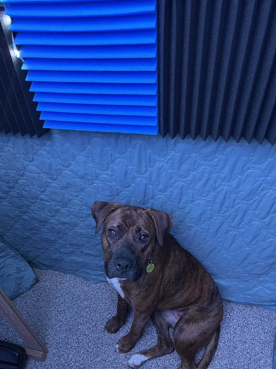 JohnBaslerActs's tweet photo. My booth buddy this morning. She thinks I sound great!!! #voiceactor #voiceover #voicetalent #boothbuddy #dogsarethebest https://t.co/Ww0BfzDJl0