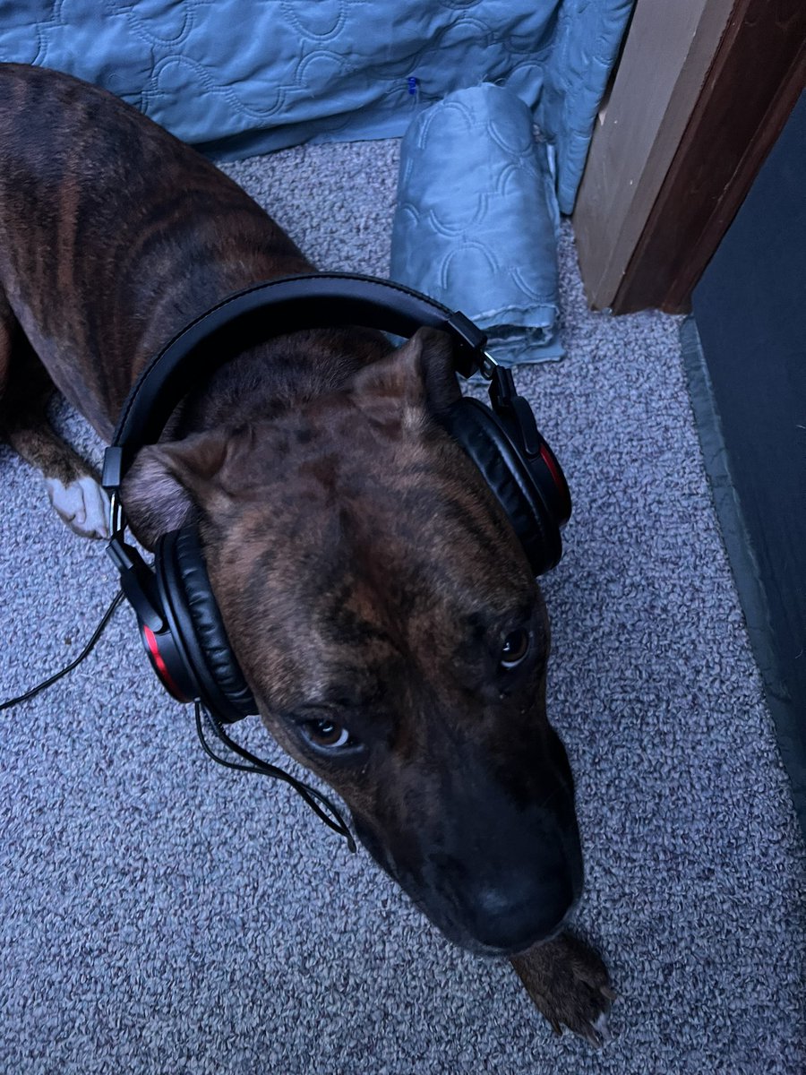 JohnBaslerActs's tweet photo. My booth buddy this morning. She thinks I sound great!!! #voiceactor #voiceover #voicetalent #boothbuddy #dogsarethebest https://t.co/Ww0BfzDJl0