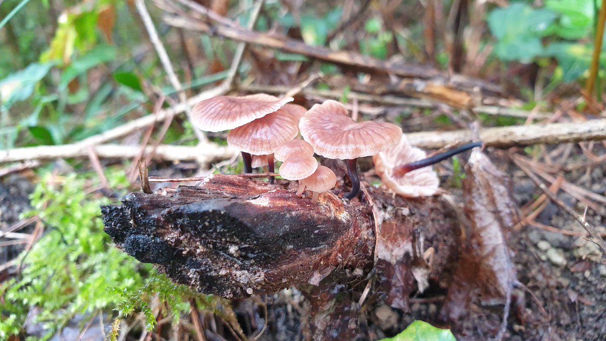 Bolets1's tweet photo. Bolet aspirina (Marasmius quercophilus) #boletaire Barret marronós-blanquinós,acanalat.Peu prim,llarg i de color gairebé negre -més clar a dalt-.Neix en grups,sobretot en alzinars i sobre restes vegetals. No comestible,però en infusió s'ha fet servir com substitut de l'aspirina.. https://t.co/J5FLg4TuAC