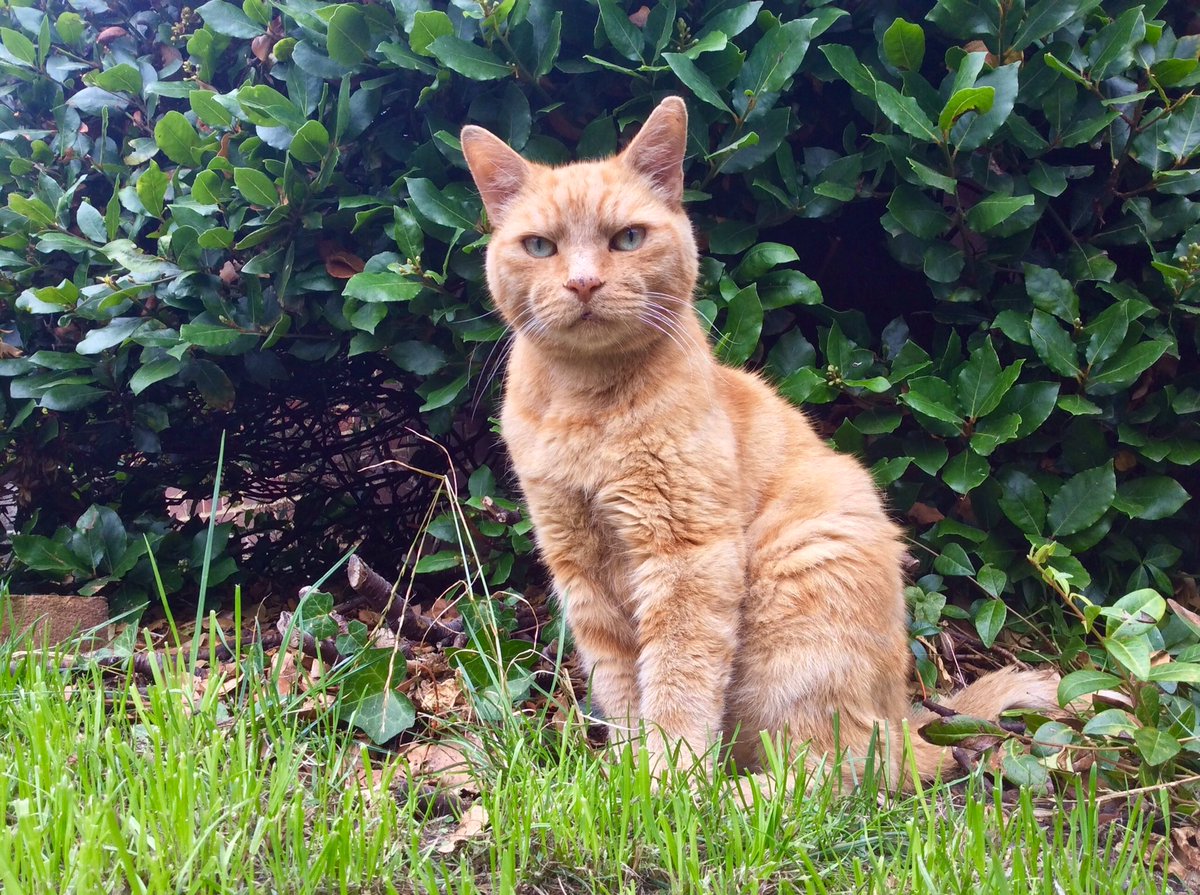 skylark22BHC1's tweet photo. @DavidMariposa1 This is Barley, the furry love of my life for almost 18 years. #RIPbarley https://t.co/LpYslqiEGZ