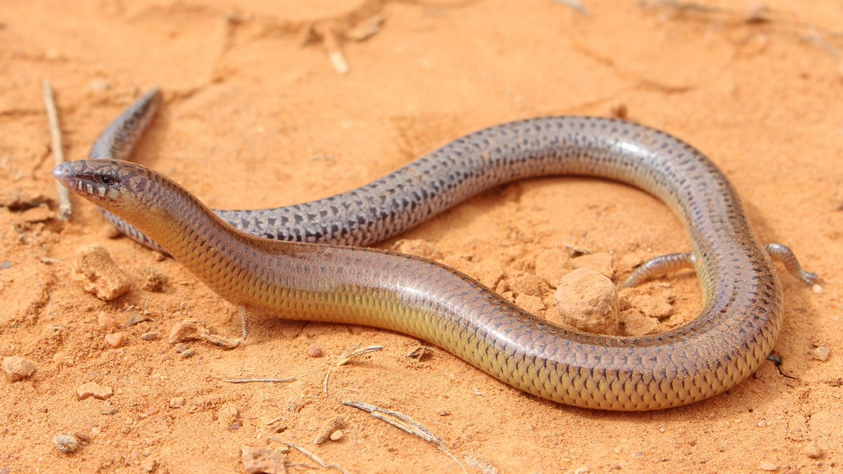 GerrutN's tweet image. Something one does not see every day 😉 @MikeG_lizards @lizard_lab @b_derne
Family: Scincidae
Species: Lerista punctatovittata
Common name: Eastern robust slider
