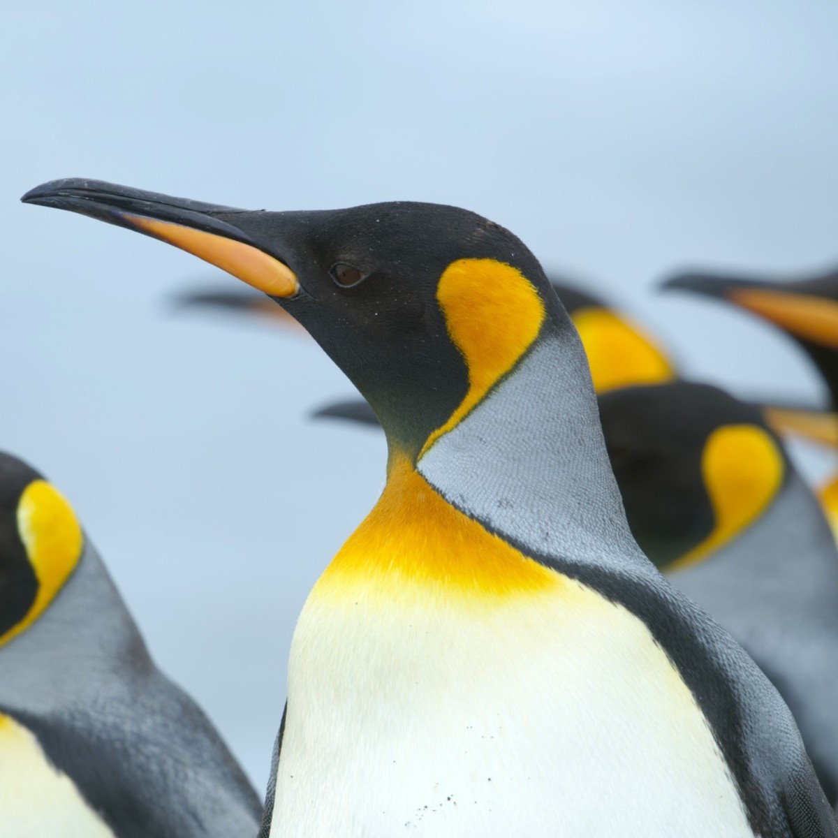 BBC Earth on Twitter "March of the penguins 🐧 King Penguins