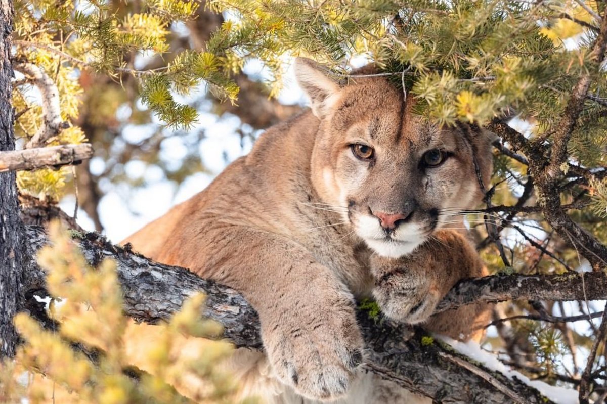 We created the Cougar Eye Quartet to support Yellowstone Forever’s impactful Cougar Research Project. These stealthy big cats were eradicated in the park in the 1930s, but gradually rebounded.   bit.ly/3BVSkYJ.