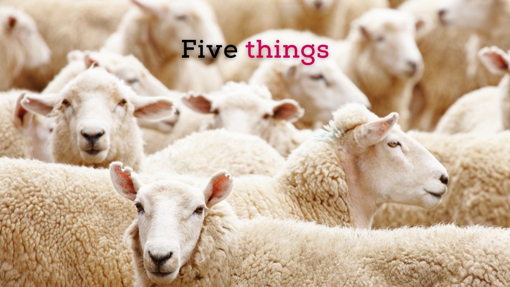 Can you imagine if you were being followed by this flock? 

This week we're taking you on some fun and unique journeys. Check it out in our latest 5 Things newsletter:

mailchi.mp/clevergirlmark…