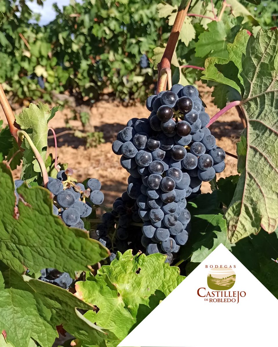 SilentiumRibera's tweet photo. vaya racimos tenemos este año. 🥰
#riberadelduero #espírituribera #vendimia #vendimia2022 #CastillejodeRobledo #wine #vino #winetime #bodega #vinotinto #winelover #uvas #soria #fiestadelavendimia #lavendimia #vendimiaparatodos #vendimiando #vinos https://t.co/Gial1jrUA4