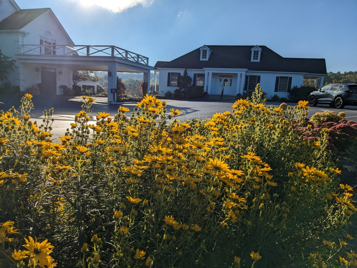 TPCCHort's tweet photo. The willowleaf sunflower is blazing bright this morning! This fall blooming native plant is not only gorgeous, it's an excellent food source for pollinators and songbirds. #NativePlants #FallColors #PollinatorFriendly #pollinators https://t.co/VXZvrtwp58