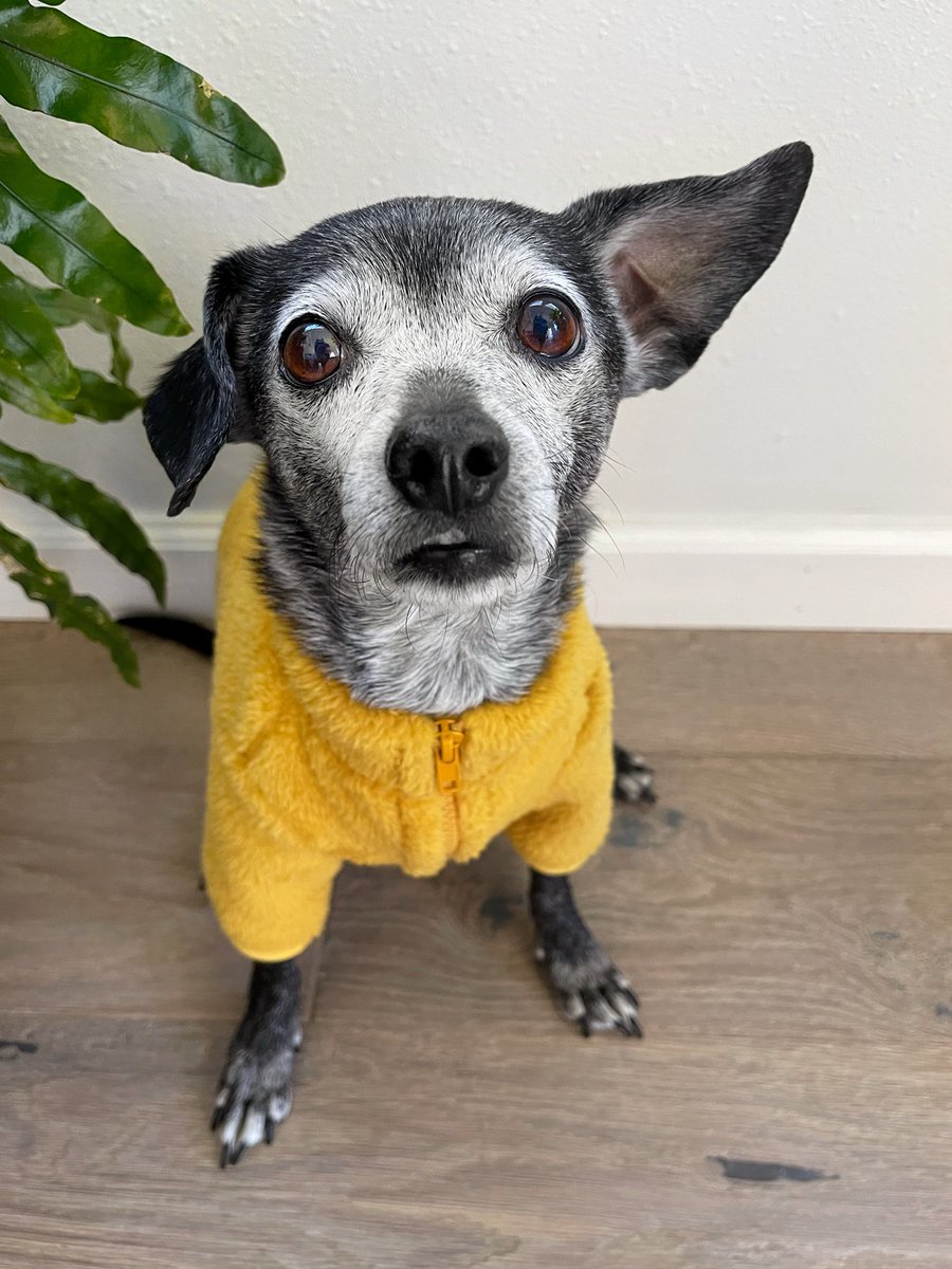 i hear it is officially sweater weather. might need an extra snuggle or twenty. #dogsoftwitter #dogtwitter #DogsOnTwitter #seniordog #thursdaymorning