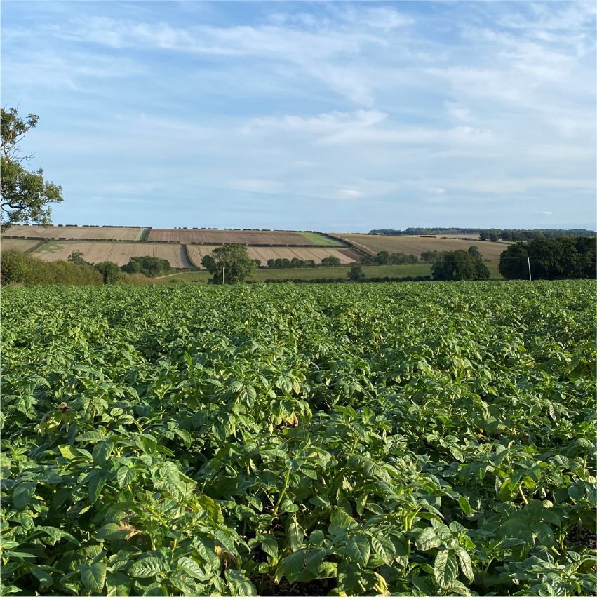 Not long before this crop of potatoes will be harvested. They may be known as the humble spud, and we admit that they’re perhaps not the most attractive of veg, but we think they’re absolutely stunning in the field…and practically a superfood out of it! Biased? Of course we are!
