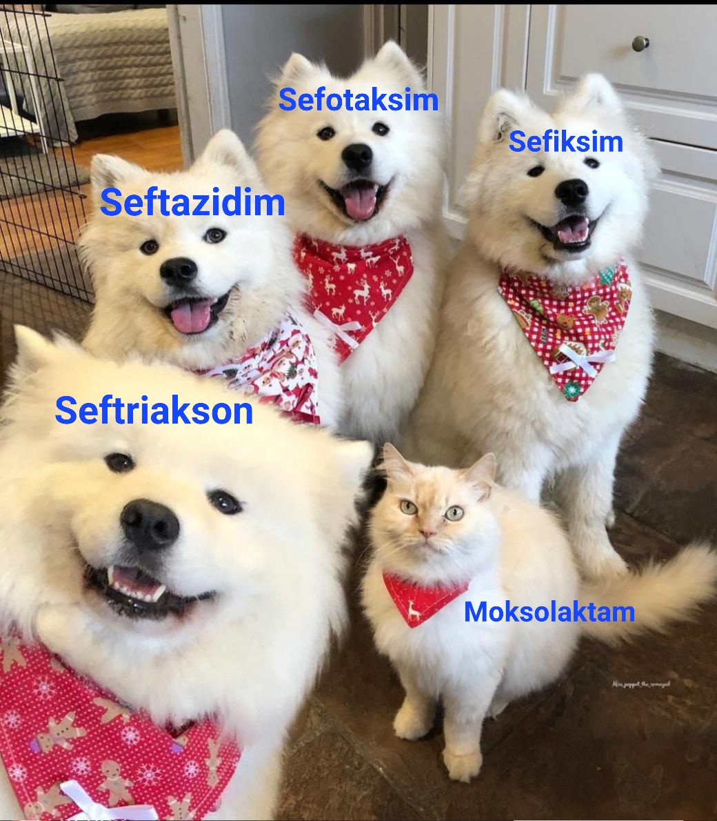 3. Kuşak sefalosporinler :)