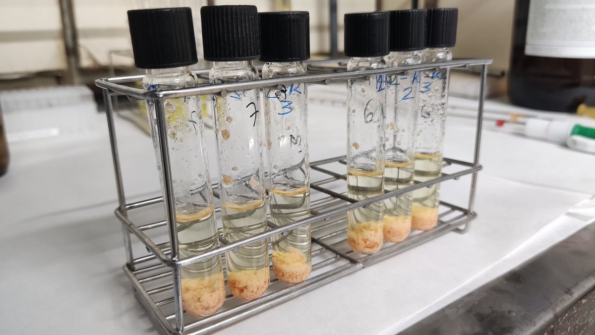 PolyphenolR's tweet photo. 🔵What do you do for fun❓
💙We @mmsah90 @gutierrezmagui @Naye_Yerena and @CarolineJ1017 analyze polyphenols in sweet potato🍠🍠🍠🍠This is great❤️
#labmode 🧑🔬🧑⚕️ https://t.co/7GnsRiMTDI