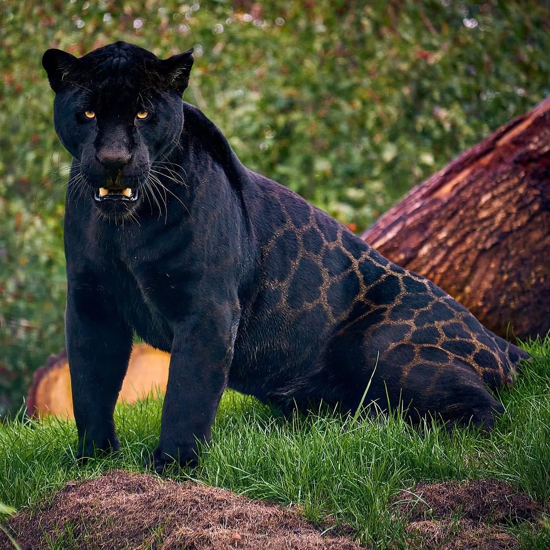 Hana_b30's tweet image. Black Jaguars have a genetic condition called Melanism which means they have Black hair, but they still have a Jaguar's Characteristic Rosettes !