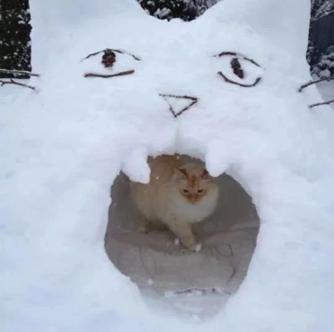 DontShowYourCat's tweet photo. cannibalism https://t.co/2DUmvFjw9I