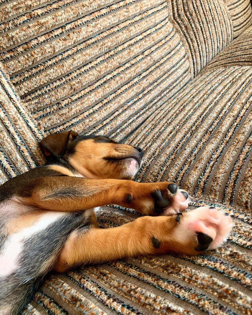 ADerewienko's tweet photo. Hugo dziś tak sobie słodko drzemał po jedzeniu. Dużo śpi, potem broi, je aż mu się uszy trzęsą. Zadowolony pies.❤️🐾🐾 #hugo #hugothedog https://t.co/8Yj7QvyR9M