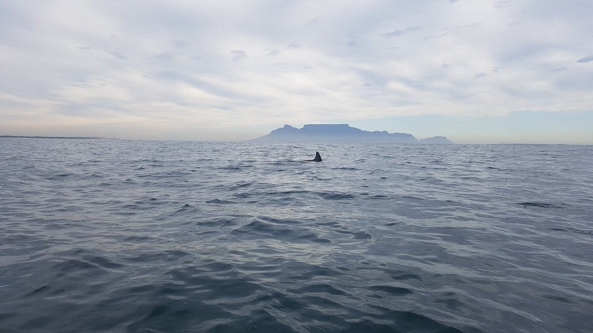 TravelLAT's tweet image. Spotted this fin today, at the furthest point on the map from Melkbosstrand, please can someone assist to identify the specie? @2OceansAquarium @MPAsSA1 @seasearchafrica #oceankayakliezl #marineconservation #oceanconservation