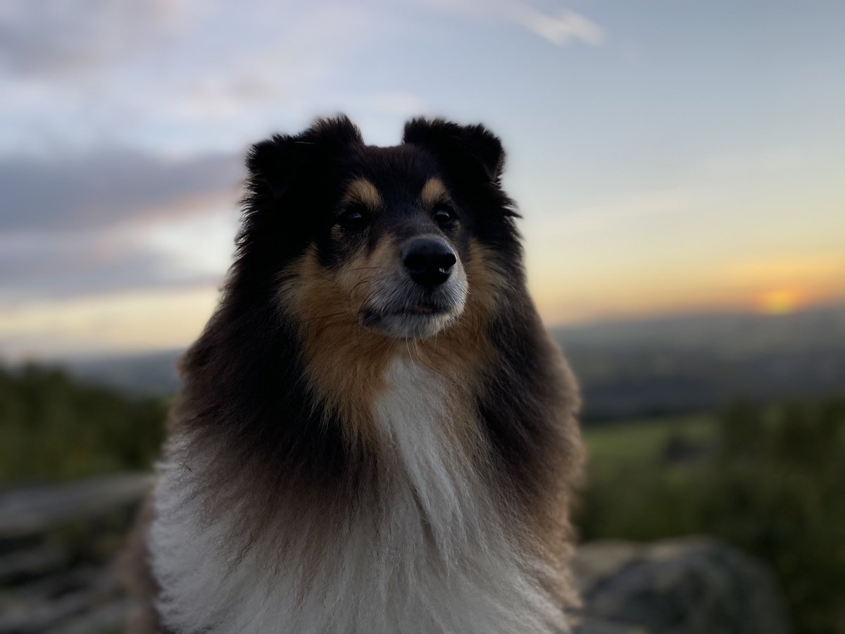 speedy_stu's tweet photo. @grohlthesheltie Gotcha! 📸 https://t.co/dlPEoDlzJi