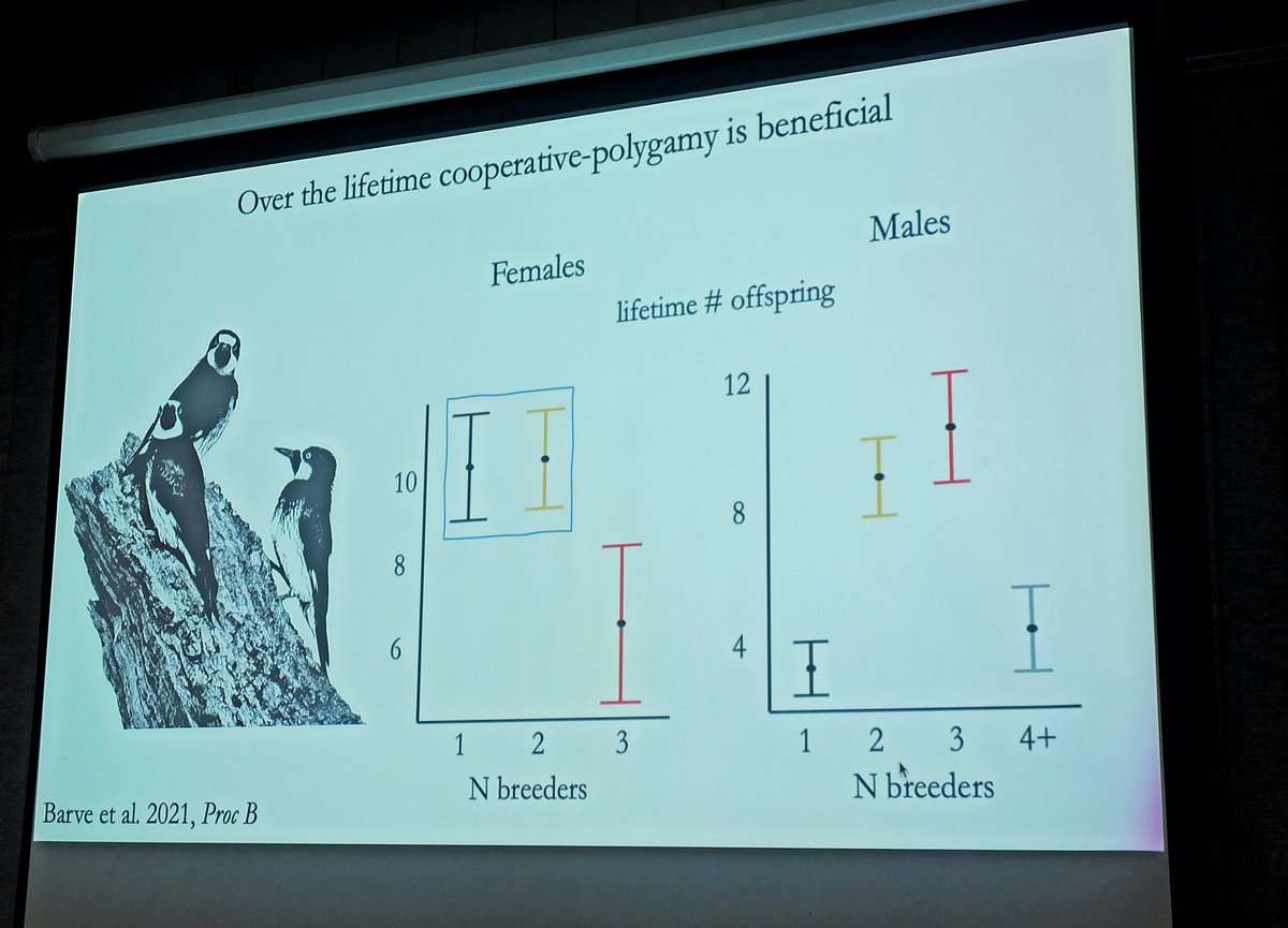 Pallavi Ghaskadbi, PhD 🦊 tweet media