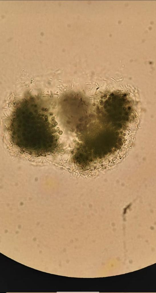 Claudia Romero tweet media