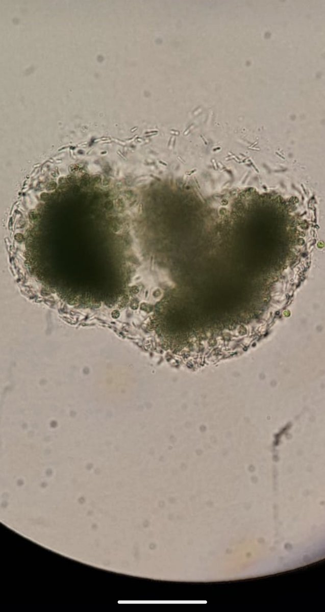 Claudia Romero tweet media