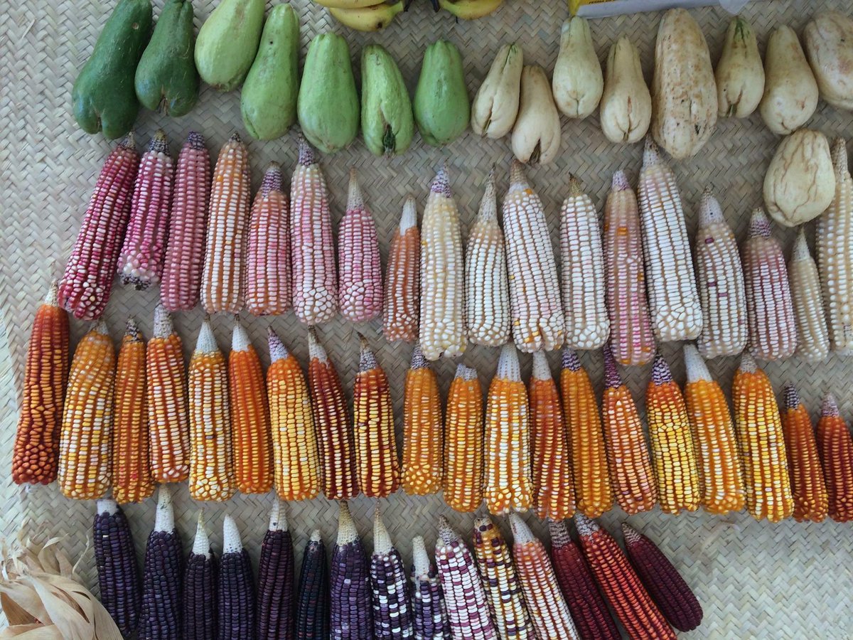 Proy_Alimente's tweet photo. México es el centro de origen del maíz y por eso es fundamental proteger las variedades nativas y sus parientes silvestres #agrobiodiversidad #DiaNacionalDelMaiz https://t.co/2nKuvxYHLN