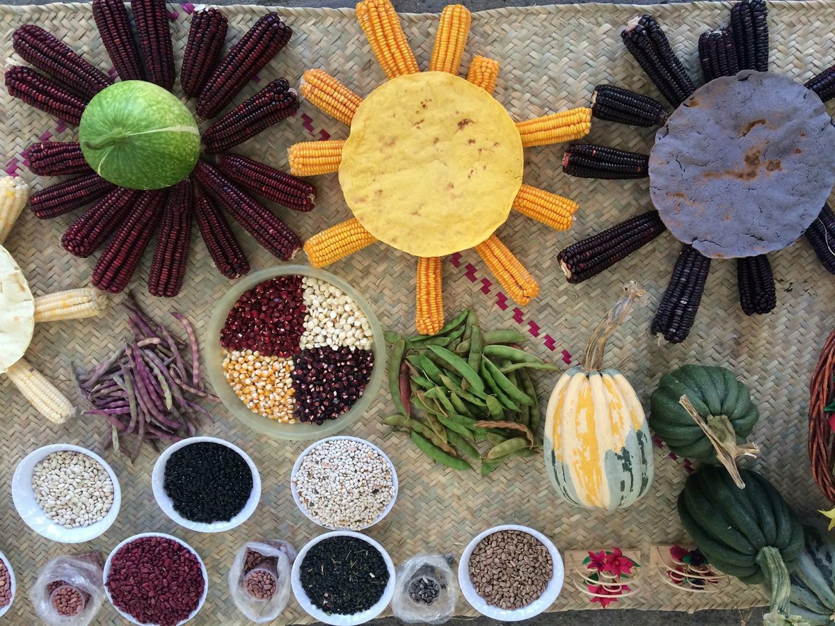 Proy_Alimente's tweet photo. Hoy es #DiaNacionalDelMaiz 
El 🌽 es el alimento que permitió florecer a los pueblos mesoamericanos, es la base de nuestra cultura alimentaria y actualmente es un alimento fundamental para la seguridad alimentaria global. https://t.co/7Q4Ea9VJ4v