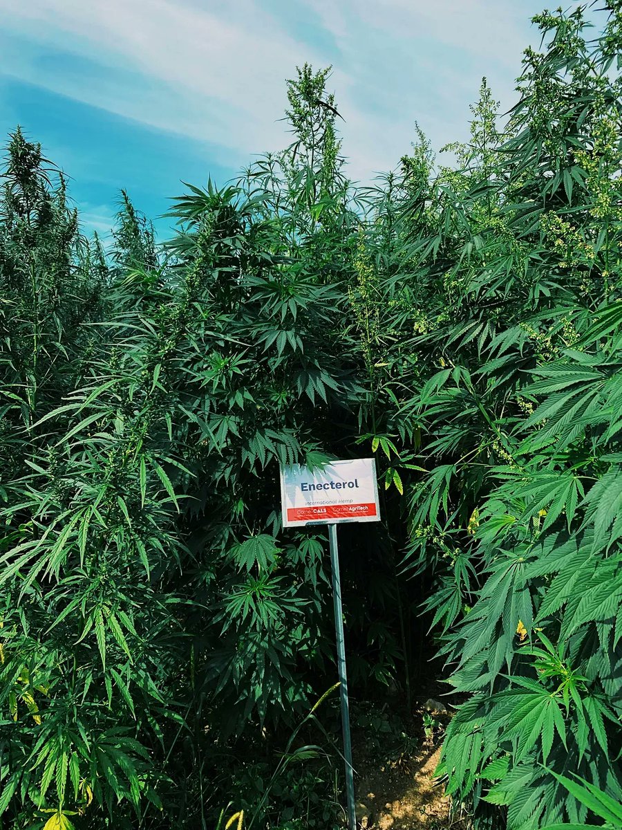 International Hemp tweet media