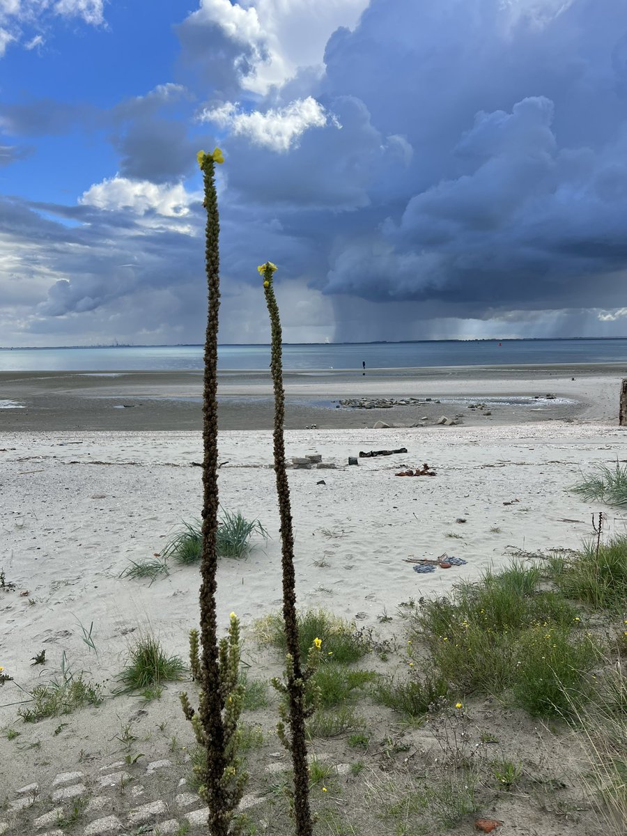 fraja1957's tweet photo. Vanmiddag weer een mooie ronde gefietst langs de #westerschelde.. Gelijk wat mooie #caches #geocachen kunnen  #loggen.. Gelukkig geen regen gehad 🍀 https://t.co/SPalh50hwB