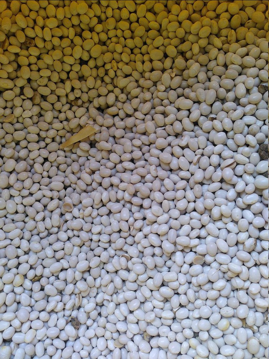 GreengrowCoop's tweet photo. We're so excited. @keithdoesthings adapted the wonderful old bean thresher of @Hodmedods so it works! It used to smash 30% of the beans, but a bit of nifty adaptation with a piece of rubber, hey presto!! near no smashing and all our beans threshed in one morning https://t.co/25iLJigptF