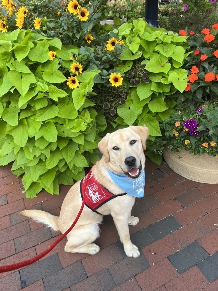 OSUCHAIRE's tweet photo. Meet some of the puppies being raised by HAI Club for Pilot Dogs! 🐕

You can read about the pups here: https://t.co/d2PLY3U8Rc https://t.co/BCdHKqQuRg