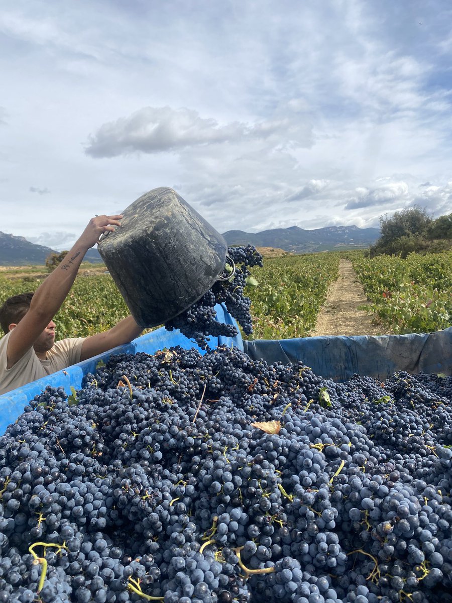 •Todo sigue …. Y nuestras #vendimias2022 están llegando a la mitad , ya vamos con ello 🍇

•Tempranillo de 
< LAS FUENTECILLAS >

#bymitarte #labastida #riojaalavesa #winelover #winmetawin #lasfuentecillas #tempranillo #uvatinta #winemaking