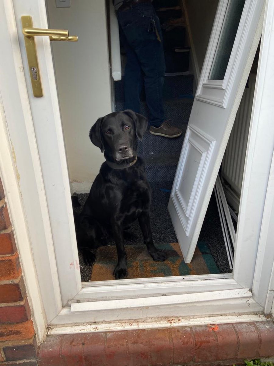 StaffsDogs's tweet photo. #PDArchie from #S1Dogs has today
helped officers from Stoke North NPT with a drugs warrant at an address.
A quantity of Drugs, cash and other paraphernalia were found. Enquiries are ongoing. https://t.co/E5rhodjaVL