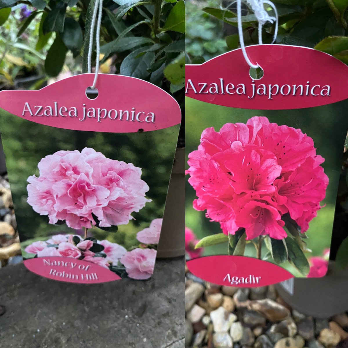 A couple of new Azalea’s purchased today. These will be planted in one of my front borders