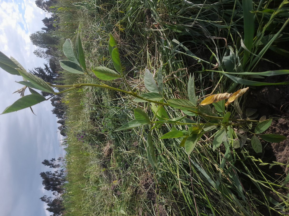 Perennial pea