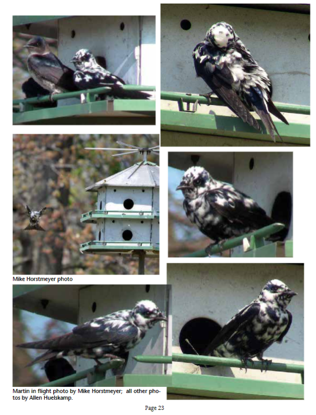 PMCAErie's tweet photo. Albinism is a genetic mutation which results in a complete lack of melanin (a dark brown or black pigment) in feathers, eyes, and skin. Have you ever seen a Purple Martin with leucism? #birds #pmca #purplemartins https://t.co/iYVEN6tOI2
