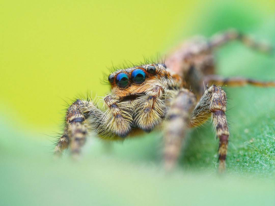 'A macro lens opens up a fascinating world full of colours, textures and shapes... with my photography, I try to show a side of my subjects that hopefully turns disgust or prejudice into fascination and respect.' 🕷️ Read Christian Brockes' blog → bit.ly/3xVBGX0