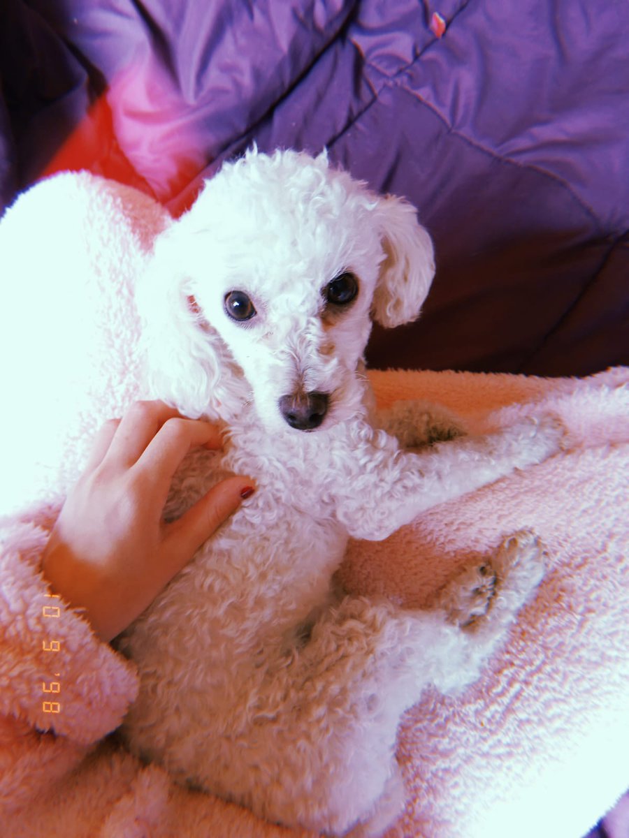 AngelesNucci's tweet photo. Se nos perdió Kattie. Zona Villa Gaucho, Segundo Sombra, Club los 50, por favor difundir. Tiene collar rosa con Nombre y celular.
Retener y Llamar al 249-4544491/249-631266.
Difundir por favor! Gracias! https://t.co/kUNNWjde8d