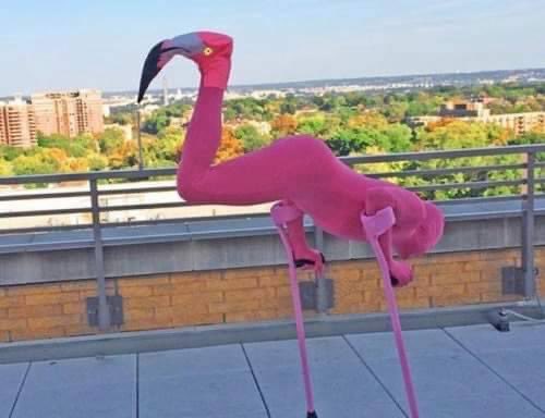 el jeringas tweet media