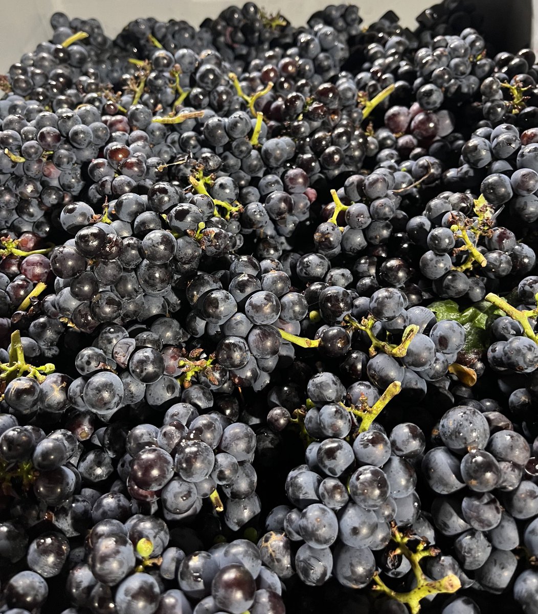 Underway! Pinot Meunier from West Chiltington (pictured) and a small amount of PN and CH from our Thurnham site (Kent) <a href="/Nyetimber/">Nyetimber</a>
