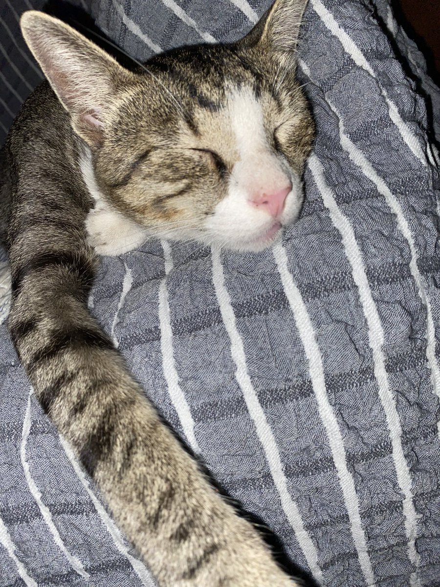 matejainz's tweet photo. @literallymecats https://t.co/5wPwr7pItt
