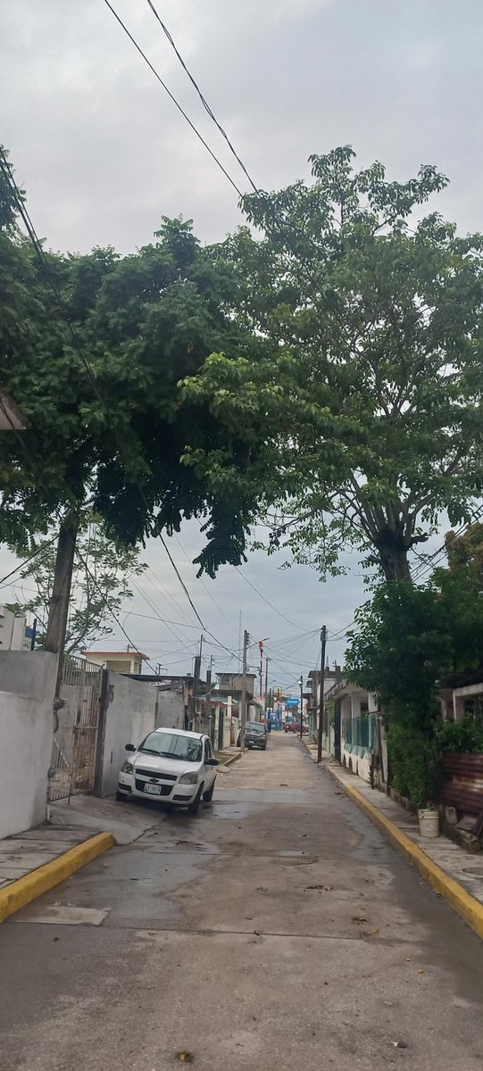 normiss200906's tweet photo. @CFEmx nos podrían apoyar mandando cuadrilla a cortar ramas. Acudimos a oficina tampico norte y nos dicen que ustedes no dan este servicio, es ilógico porque les causa más daño el no hacerlo ya que las ramas tumban los cables cada vez que hay algún viento fuerte. Gracias https://t.co/LDi6eeeLQA