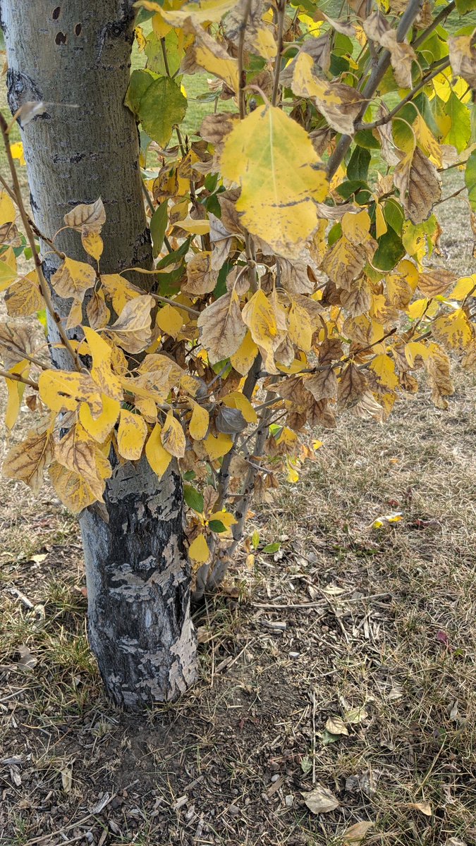 Gm🍂 , it's Fall already..soon snow comes😊..
#NFTCommunity #NFTartists