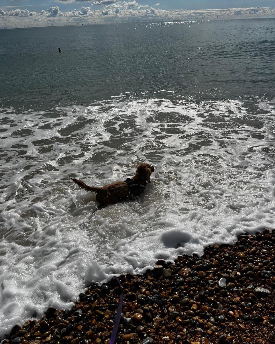 DT_Shoreham's tweet photo. Our superstar #SponsorDogβMikey, and his pals went for a lovely group walk to the beach today ππΎ
Heβs come on leaps & bounds with his training recently, so weβre all feeling very proud of him!
Mikey is looking for home: https://t.co/Lt4ojwAIhh #GroupWalk #DogWalk #Sussex https://t.co/xAr53wEfQf