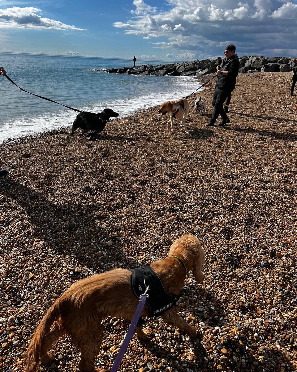 DT_Shoreham's tweet photo. Our superstar #SponsorDogβMikey, and his pals went for a lovely group walk to the beach today ππΎ
Heβs come on leaps & bounds with his training recently, so weβre all feeling very proud of him!
Mikey is looking for home: https://t.co/Lt4ojwAIhh #GroupWalk #DogWalk #Sussex https://t.co/xAr53wEfQf
