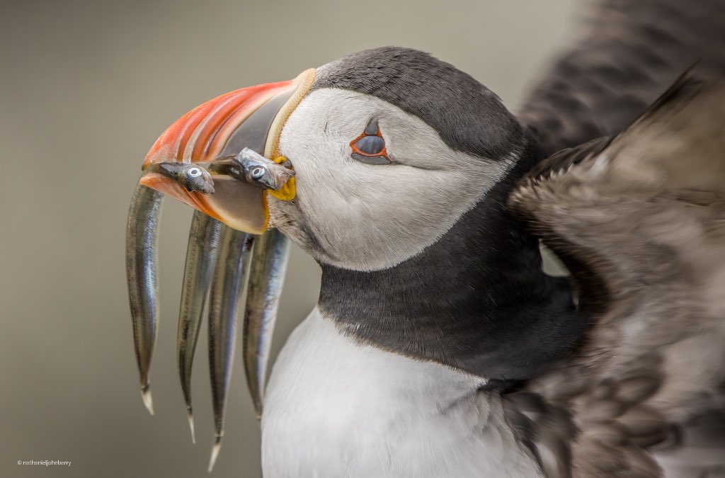 Nat_Barry's tweet photo. Some recent images - not had much flame within doing photography of late. Good to have a hard drive full of images to keep the feed full though 🌝 #wildlife #nature #wildlifephotography #rspb #naturelover #wildlifelover #britishwildlife #wildnfree #NaturePhotograhpy https://t.co/GGe1R5Wzan