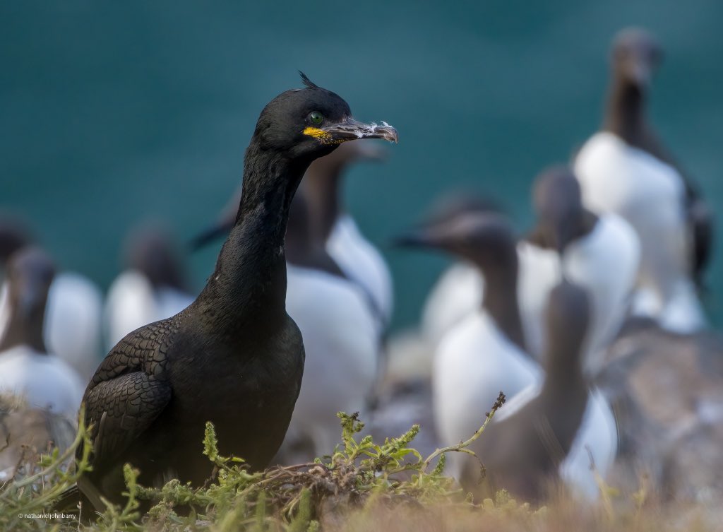 Some recent images - not had much flame within doing photography of late. Good to have a hard drive full of images to keep the feed full though 🌝 #wildlife #nature #wildlifephotography #rspb #naturelover #wildlifelover #britishwildlife #wildnfree #NaturePhotograhpy