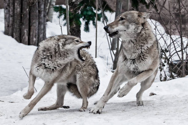 servandopastor's tweet photo. Un lindo cuento breve:

Una noche, un anciano cherokee le contó a su nieto sobre una batalla que ocurre dentro de las personas. Él dijo: Hijo mío, la batalla es entre dos lobos dentro de todos nosotros... https://t.co/KXARz60QDo