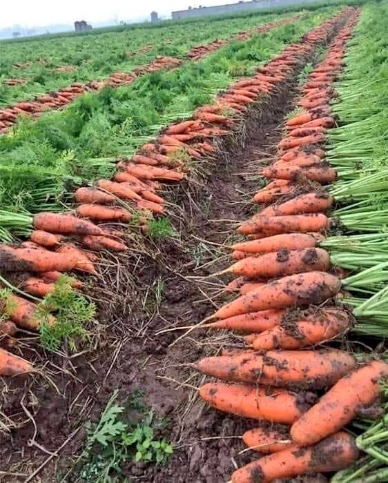 Are you interested in Carrots Farming? 
Like and Retweet
