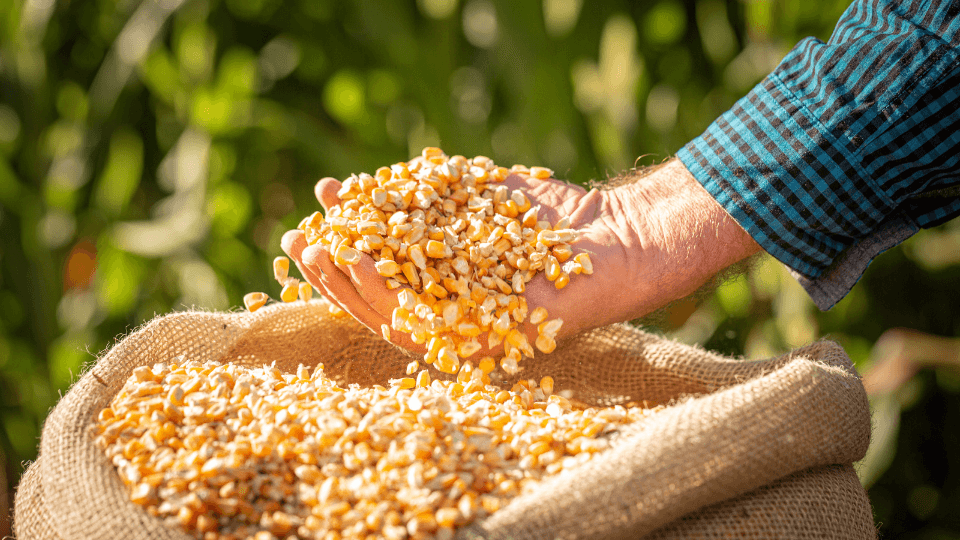 B3_Oficial's tweet photo. Futuro de milho: novo índice acompanha o desempenho da commodity. Mercado terá a oportunidade de disponibilizar produtos que aproximem o investidor do mundo do agronegócio. #B3BoraInvestir

https://t.co/IRJ0oDdLOW https://t.co/S4m6pSVvVV