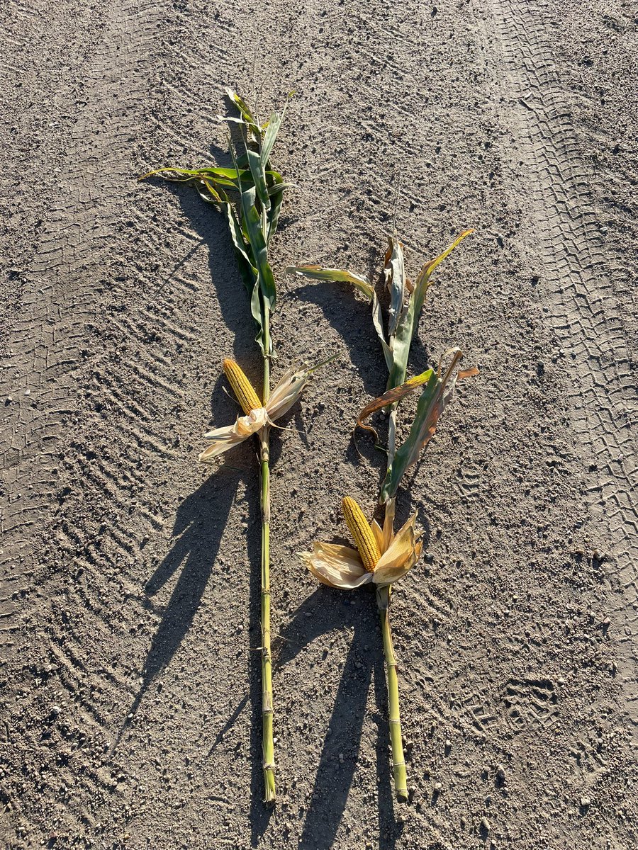 cattleNcrops83's tweet photo. DKC59-82RIB vs. new @BayerTraits Smart Corn 🌽 @DKAS_HP #Bayer4NE https://t.co/lD35retrDK