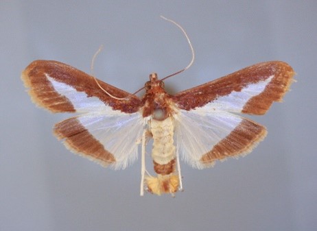 USDA_ARS's tweet image. 𝘋𝘪𝘢𝘱𝘩𝘢𝘯𝘪𝘢 𝘯𝘪𝘵𝘪𝘥𝘢𝘭𝘪𝘴, also called pumpkin caterpillar, devours leaves, burrows into stems, attacks newly set fruit &amp;amp; tunnels in pulp. They also feed on other members of the squash family, such as cucumbers, eggplant &amp;amp; melons. loom.ly/9VU7a0E #SysEntLab